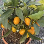 Kumquat (Citrus japonica) ´FORTUNELLA MARGARITA´ - výška 25-30 cm, kont. C3.5L - BONSAJ